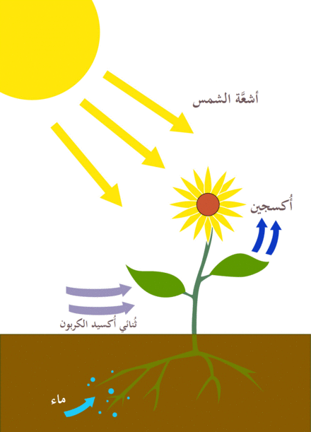 الاوراق- مهمة 3